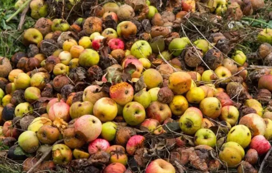 Молдавские яблоки гниют на земле: прямой результат антироссийской политики Санду