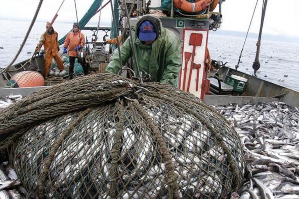 Японские власти намерены возобновить вылов нашей рыбы и морепродуктов в территориальных водах России